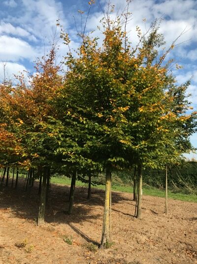 Carpinus betulus (Hainbuche/Weißbuche) Hochstamm 30-35 StU mit Drahtballen, Baum mit belaubter Krone auf geradem Stamm.