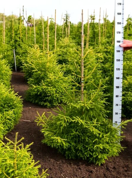 Picea orientalis 'Early Gold' (Gelbe Kaukasus-Fichte/Orient-Fichte) 100–125 cm, gelbgrüne Nadeln, mit Ballen