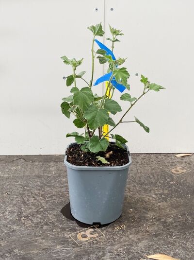 Lavatera 'Barnsley Baby' / Busch-Malve 'Barnsley Baby' P9 im Topf, grüne Triebe mit Blättern, teils angebunden an Stab