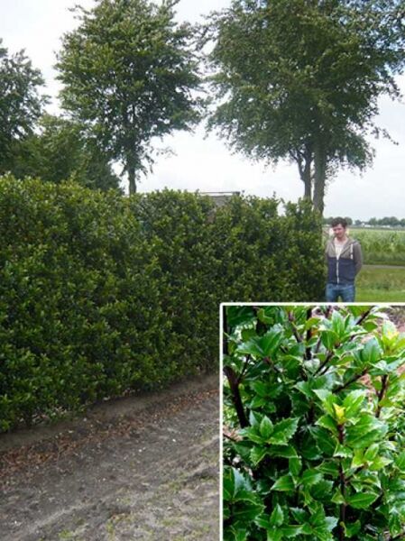 Ilex meserveae „Heckenpracht“ (Stechpalme) als Fertighecke, dichtes Heckenelement ca. 180 cm, mit glänzend grünen Blättern