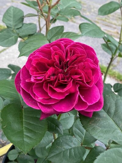 Edelrose Rosa 'Deep Secret'® mit gefüllter, dunkelrosafarbener Blüte und grünen, gezahnten Blättern am Trieb