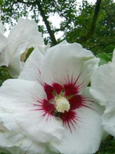 Hibiscus syriacus 'Monstrosus' / Garten-Eibisch 'Monstrosus'