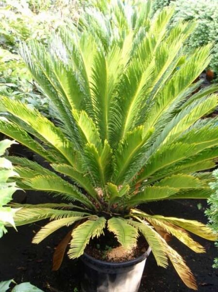 Japanischer Sagopalmfarn (Cycas revoluta) 80–100 cm im Topf C25, rosettenförmiger Wuchs mit langen, gefiederten Blättern