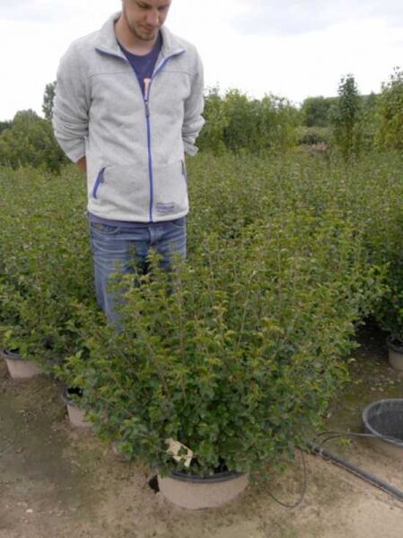 Syringa meyeri 'Palibin' / Zwerg-Duftflieder 'Palibin' 60-80 cm C20, buschige Pflanze im Container mit grünem Laub