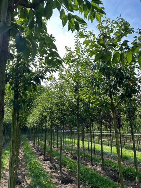 Fraxinus excelsior 'Altena', Gemeine Esche 'Altena' Hochstamm 12-14 StU mit Drahtballen in Baumschulreihe, belaubt