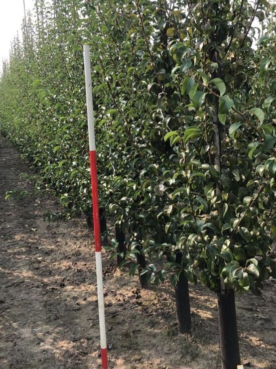 Birnenbaum 'Gute Luise' - Kleinbleibend 120-140cm Im Topf