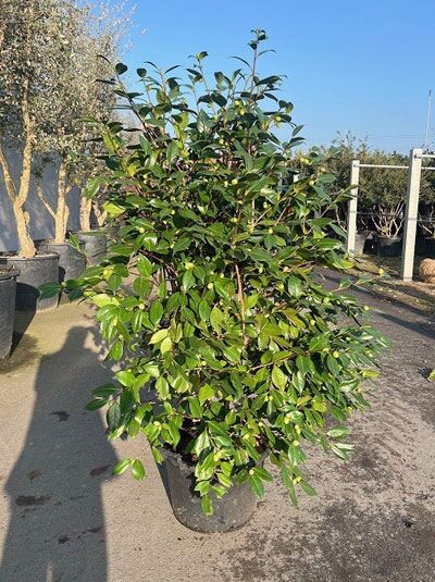 Japanische Kamelie rosa / Camellia japonica rosa