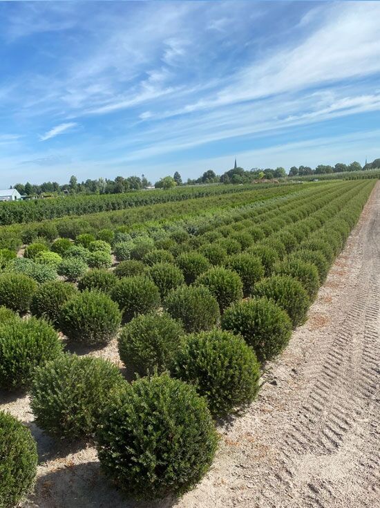 Heimische Eibe 'Kugel' - Taxus baccata 'Kugel' - Baumschule NewGarden