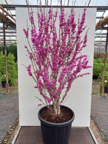 Cercis chinensis 'Avondale' / Chinesischer Judasbaum 'Avondale', mehrstämmig im Topf, pinke Blüten, 150–175 cm, C70