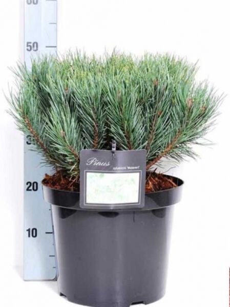 Pinus sylvestris 'Watereri' / Strauch-Wald-Kiefer 30-40 cm C7 im Topf, kompakter Wuchs mit blaugrünen Nadeln
