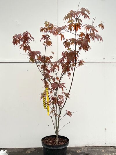 Fächer-Ahorn (Acer palmatum) 'Burgundy Lace' 60–80 cm C7 im Topf, mehrstämmig mit rotbraunem, fein gelapptem Laub.