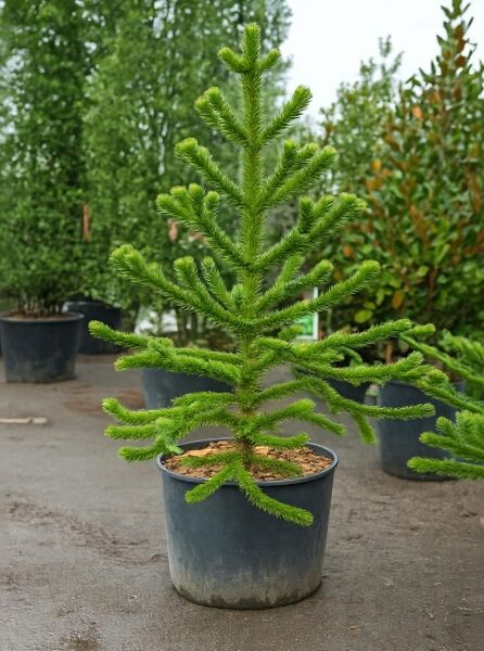 Chilenische Schmucktanne (Araucaria araucana) im Container C200, 250-275 cm, mit aufrechtem Stamm und etagenförmigen, grünen Trieben.