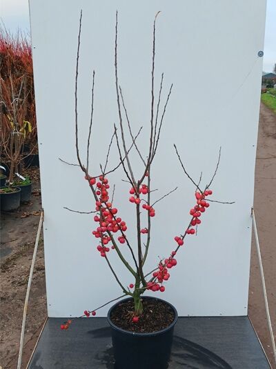 Malus 'Red Sentinel' / Zierapfel 'Red Sentinel' 125-150 cm C15 im Topf, mehrstämmig mit roten Früchten an kahlen Zweigen