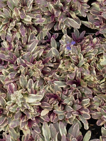 Kriechender Günsel 'Princess Nadia ®' / Ajuga reptans 'Princess Nadia ®'
