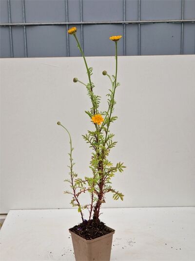 Rila-Hunds-Kamille (Anthemis sancti-johannis) im Topf P9 mit gelben Blüten und fein gefiedertem, grünem Laub