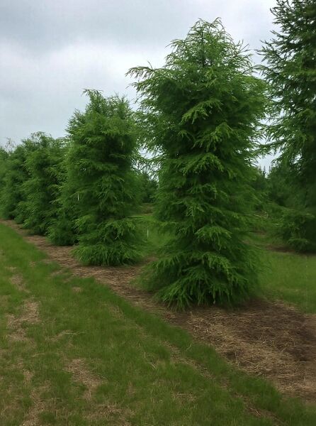 Tsuga canadensis / Kanadische Hemlocktanne 400-450 cm m. Db., schlanker Nadelbaum mit lockerer, tiefgrüner Krone im Feldbestand