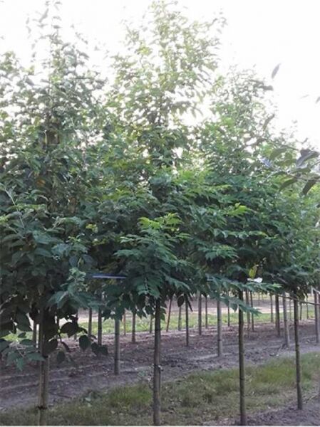 Berg-Schneeglöckchenbaum  / Berg-Schneeglöckchenbaum 