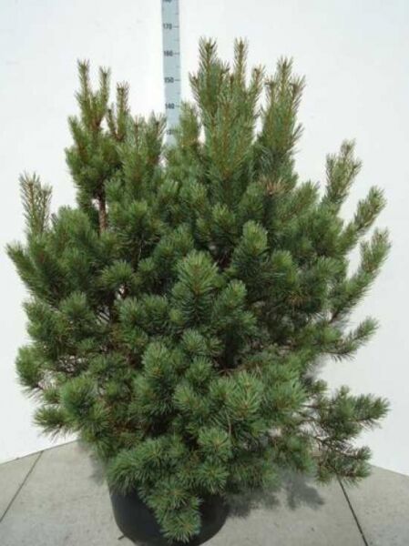 Pinus sylvestris 'Watereri' / Strauch-Wald-Kiefer 100-125 cm C50, buschiger Nadelstrauch im Container mit grünblauen Nadeln