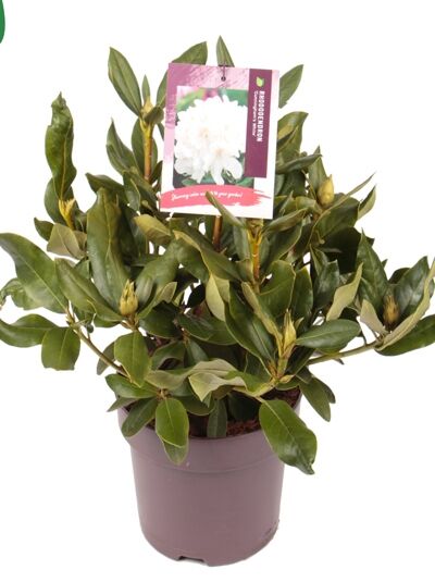 Rhododendron 'Cunningham's White' / Rhododendron Hybride 'Cunningham's White'