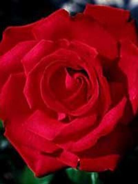 Rosa 'Grande Amore ®' / Edelrose 'Grande Amore'