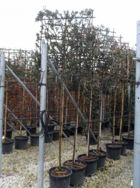 Stein-Eiche 'Hochstamm-Spalier' H:120 B:120 T:10 (Stamm 200 cm) / Quercus ilex