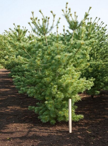 Pinus parviflora (Mädchen-Kiefer) 200-250 cm m. Db., buschig wachsender Nadelbaum mit grünem Nadelwerk im Freiland.