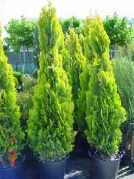 Thuja orientalis 'Pyramidalis Aurea' / morgenländischer Lebensbaum 'Pyramidalis Aurea'