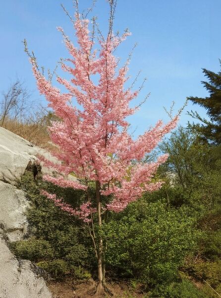 Prunus subhirtella 'Fukubana' (Frühlingskirsche 'Fukubana') als kleiner Baum mit rosa Blüten im Garten.