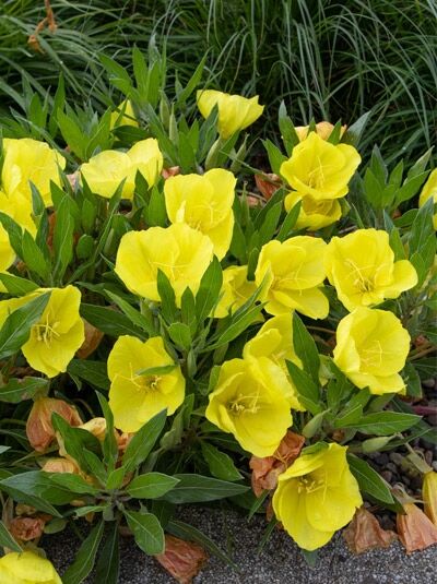 Missouri-Nachtkerze / Oenothera macrocarpa