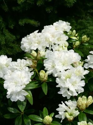 Kleinwchsige Rhododendren gnstig in Top-Baumschulqualitt kaufen