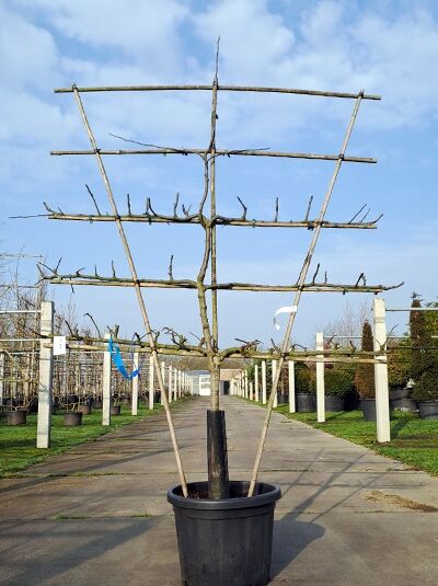 Apfelspalier 'Hauxapfel' H:130 B:160 T:20 (Stamm 60 cm) / Malus domestica 'Hauxapfel' (876060)