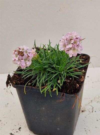 Grasnelke (Armeria maritima 'Rosea') im P9-Topf mit grasartigen Blättern und rosafarbenen Blütenköpfen