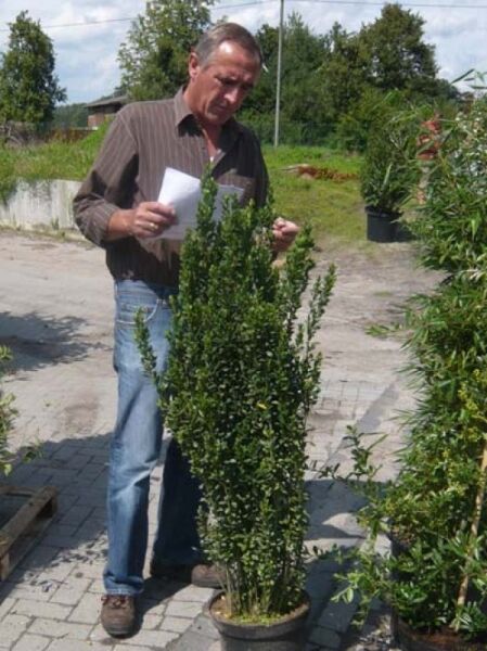 Japanische Säulen-Stechpalme (Ilex crenata 'Fastigiata') im Pflanzcontainer, aufrechter, dicht verzweigter Wuchs, 100–125 cm, C20