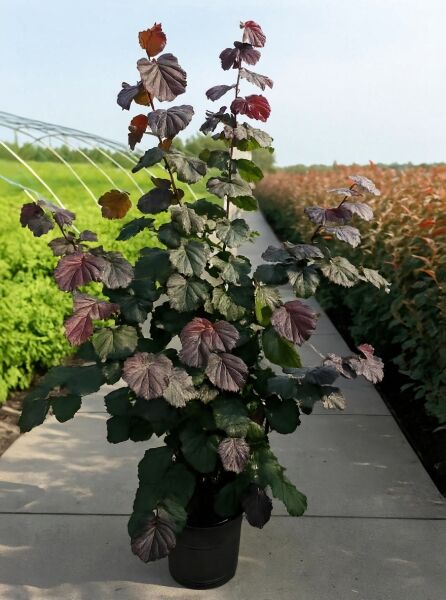 Purpur-Hasel (Corylus maxima 'Purpurea') im Topf, 100–150 cm, C12, Strauch mit dunkelpurpurnem Laub und aufrechten Trieben.