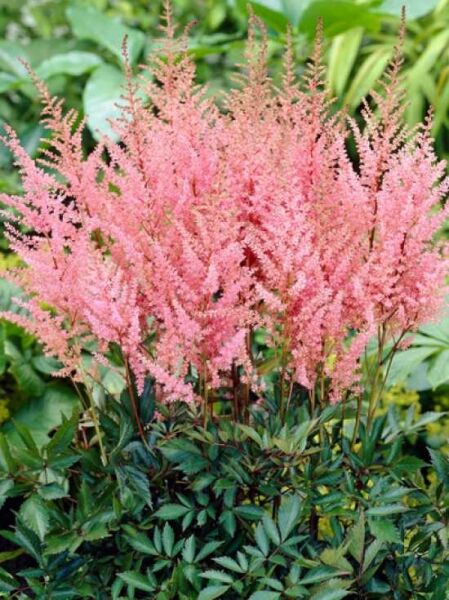 Pracht-Spiere 'Erika' / Astilbe arendsii 'Erika'