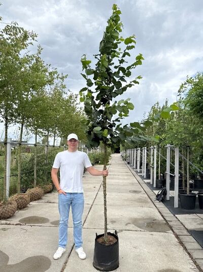 Corylus avellana (Gewöhnliche Hasel) Haselnuss Hochstamm 10-12 StU im Container, schlanker Stamm mit grünem Laub.