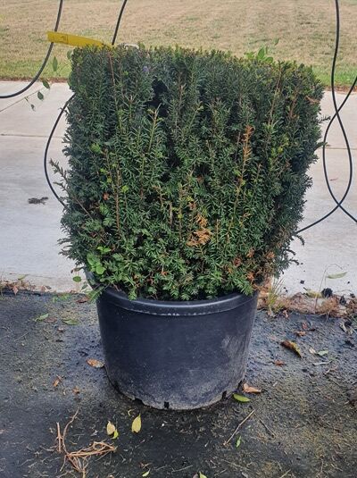Taxus baccata „Kubus/Quader“ / Heimische Eibe, kubisch geschnitten, 50 x 50 x 50 cm im Container