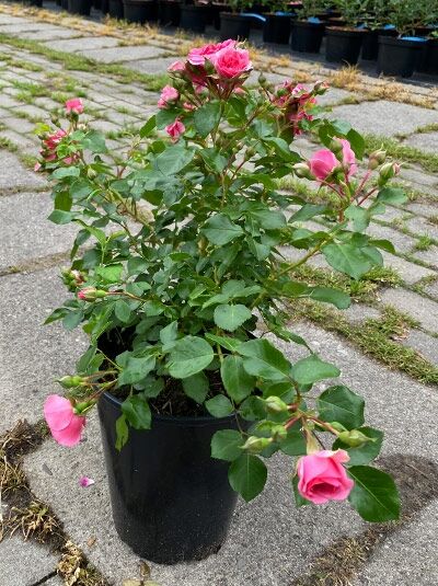 Rosa 'Pink Swany' (Beetrose 'Pink Swany') im Topf, grüne Blätter und mehrere pinke Blütenknospen und Blüten, A-Qualität C 4