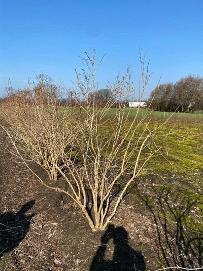 Sieben-Söhne-des-Himmels-Strauch 'mehrstämmig' / Heptacodium miconioides