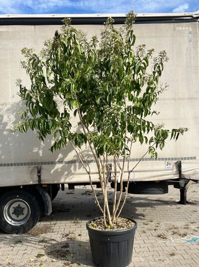 Sieben-Söhne-des-Himmels-Strauch 'Schirmform' 275-300 cm / Heptacodium miconioides (1577322)