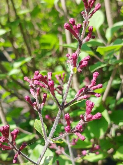 Chinesischer Flieder 'Dark Purple' - Syringa chinensis 'Dark Purple'
