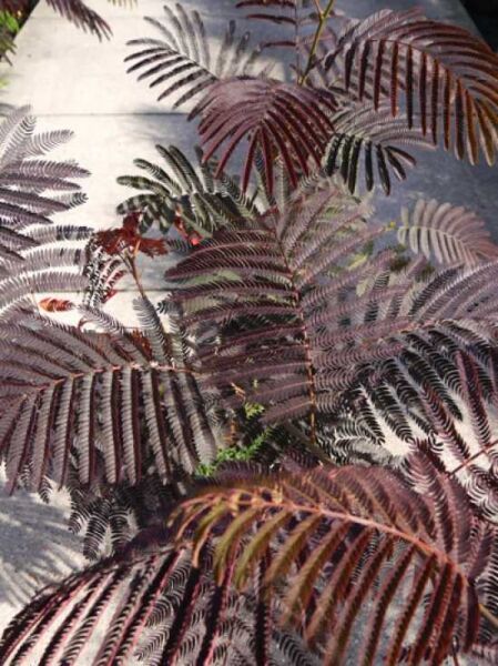 Albizia julibrissin 'Evey's Pride'® / Seidenbaum 'Evey's Pride'