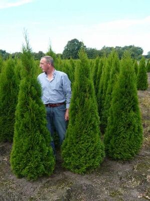 Lebensbaum 'Smaragd' / Smaragd-Lebensbaum - Thuja occidentalis 'Smaragd'