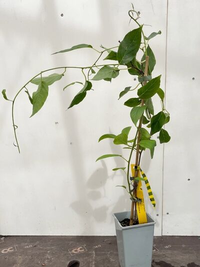 Kiwi 'Nostino' - Actinidia arguta 'Nostino'