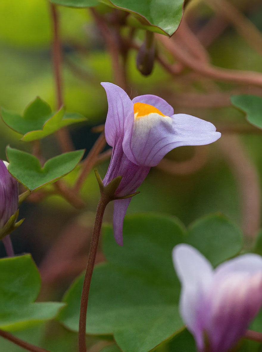Mauer-Zimbelkraut / Cymbalaria muralis kaufen