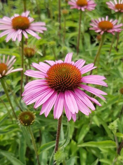 Purpur-Sonnenhut (Echinacea purpurea) 'Papallo ® Compact Rose' mit rosa Blüten und orangebrauner, kegelförmiger Mitte