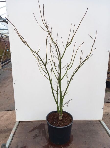 Löwenkopf-Ahorn (Acer palmatum 'Shishigashira' / 'Cristatum'), mehrstämmiger Topfbaum 100–125 cm im C20-Container.