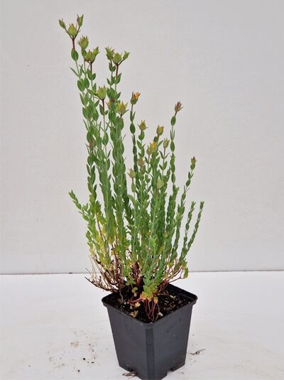 Garten-Polster-Johanniskraut (Hypericum polyphyllum) 'Grandiflorum' P9 im Topf, aufrechte Triebe mit schmalen grünen Blättern und Knospen.