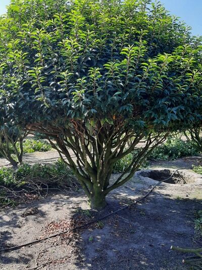 Portugiesischer Kirschlorbeer &#039;Angustifolia&#039; / Prunus lusitanica &#039;Angustifolia&#039; (250-300 cm Schirmform 1149)