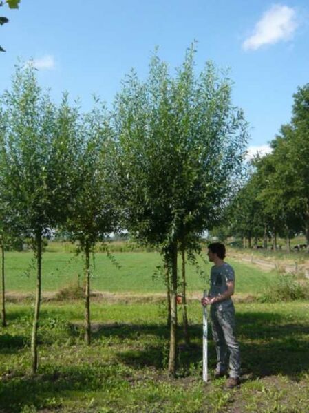 Weiß-Weide 'Belders' / Silber-Weide 'Belders' / Salix alba 'Belders'